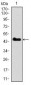 SPI1 Antibody