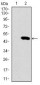 SPI1 Antibody