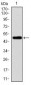 VAV1 Antibody