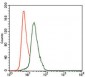 KRT13 Antibody