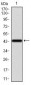 KRT13 Antibody