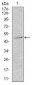 KRT13 Antibody