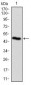 PLK1 Antibody