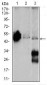 ENO2 Antibody