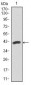 PAX5 Antibody