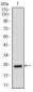 AlCAM Antibody
