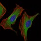 IGF2 Antibody