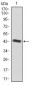 IGF2 Antibody