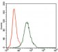 CD5 Antibody