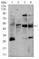 CD5 Antibody