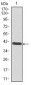 POU3F2 Antibody