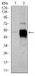 POU3F2 Antibody