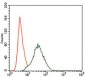 PIK3R1 Antibody