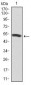 PIK3R1 Antibody