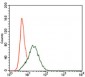 PTPN11 Antibody