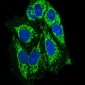 PTPN11 Antibody