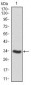 PTPN11 Antibody