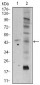 FZD5 Antibody