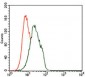 FOXP1 Antibody