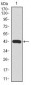 MARK3 Antibody