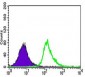 UTF1 Antibody