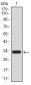 UTF1 Antibody