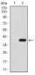 UTF1 Antibody