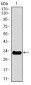 NEFH Antibody