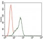 STAT5A Antibody