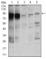 STAT5A Antibody