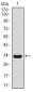 SCGB1A1 Antibody