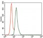 human Splunc2 Antibody