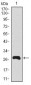 human Splunc2 Antibody