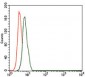 CD59 Antibody