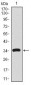 CD59 Antibody