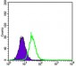 KEAP1 Antibody