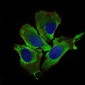 KEAP1 Antibody