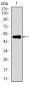 KEAP1 Antibody