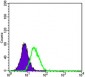 ABCB5 Antibody