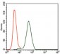 KEAP1 Antibody