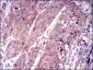 KEAP1 Antibody