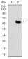 DKK3 Antibody