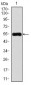 CAMK4 Antibody