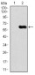 CAMK4 Antibody