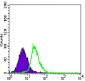 MEF2C Antibody