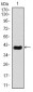 MEF2C Antibody