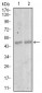 MEF2C Antibody