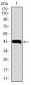 MMP2 Antibody