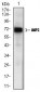 MMP2 Antibody