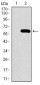 SPP1 Antibody